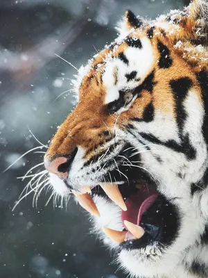 Ростовский амурский тигр Устин нежно ухаживает за новой возлюбленной Усладой