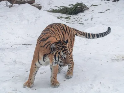 Рычащий тигр крупным планом с генеративным ии с открытым ртом | Премиум Фото