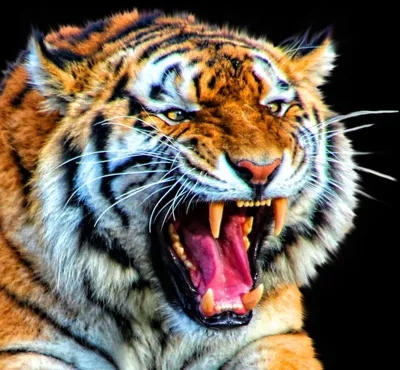 Рычащий тигр. Портрет животного в стиле фотореализм. | Tiger drawing, Tiger  art, Animal drawings