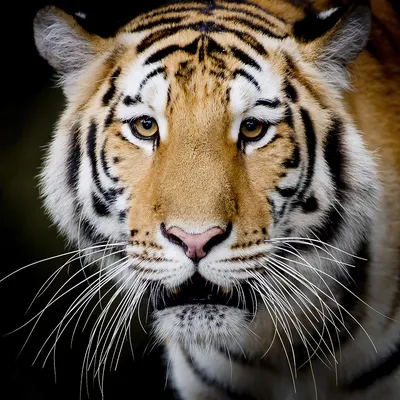 Иллюстрация рычащий тигр. Зов тигра. Stock Illustration | Adobe Stock