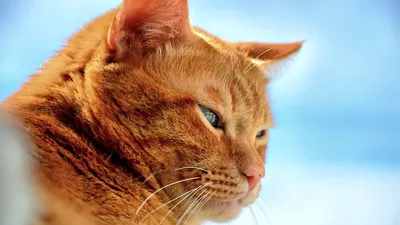 Рыжие коты: все породы и варианты окраса - Рамблер/новости