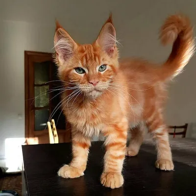 Рыжие сибирские кошки: характеристика породы и содержание