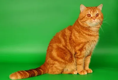 Топ-10 самых дорогих пород кошек - 23.11.2018, Sputnik Таджикистан