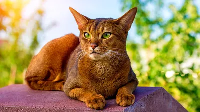 Рыжие британские коты: описание, правила содержания и разведения