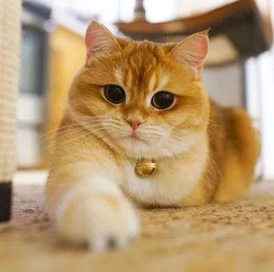 Беспородные кошки и Метисы - «Рыжий кот - примета счастья - Обновлен!  Нашлась коту напарница Лада - богиня любви и красоты? Моя котомания. » |  отзывы