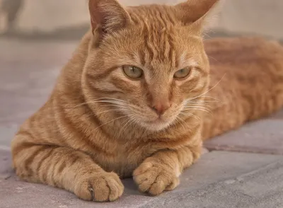 Рыжий кот с голубыми глазами порода - 75 фото