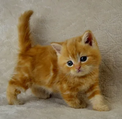 Содержание и кормление сибирской кошки, показываю своего сибирского  красавца | Koto.boom | Дзен