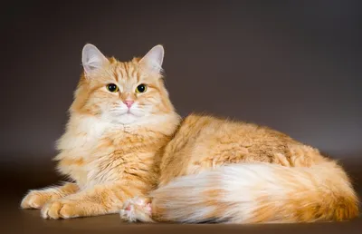 Почему стоит завести рыжего кота - Живой уголок | Обозреватель