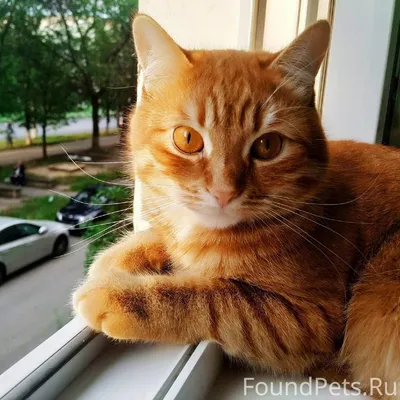 День рыжих котов: интересные факты о рыжих котах