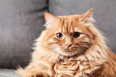 Рыжие сибирские кошки: характеристика породы и содержание