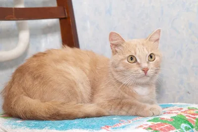 Рыжие коты породы с гладкошерстные - картинки и фото koshka.top
