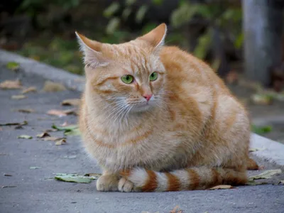 Рыжие пушистые коты порода (31 фото)