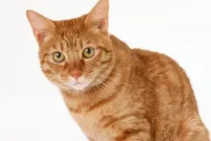 Рыжий кот беспородный - 45 фото