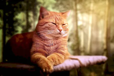 Картинки рыжих котов (89 фото)