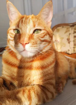 Порода кота рыжий с полосками - картинки и фото koshka.top