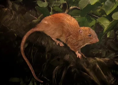 На Соломоновых островах нашли гигантскую крысу, упоминаемую в легендах