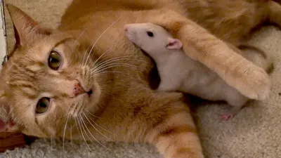Рыжий кот не находил себе места после потери своего друга – крысы: кто  помог ему пережить утрату | Ваша Планета | Дзен