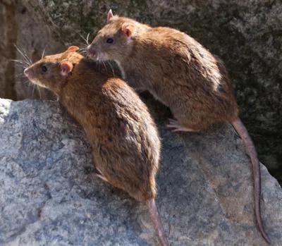Крысы Анфиска и Ириска