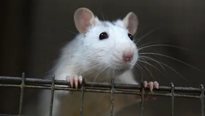 О рыжей крысоньке Абрикосе в фотографиях | Пикабу