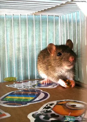 Облачная крыса: Природа пыталась сделать белку на основе крысы, а