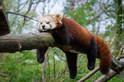 Пост обожания красных панд*