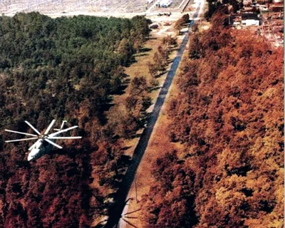 Рыжий лес» - самое таинственное место Чернобыля | Интересное и  познавательное | Дзен
