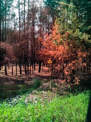 Рыжий лес в Чернобыле сегодня | Исследователь Войтек | Дзен