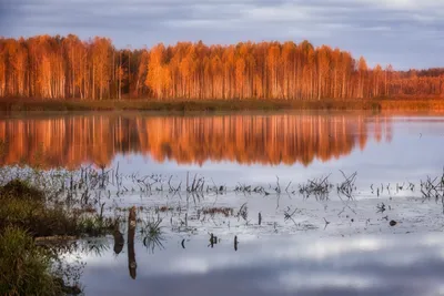 Рыжий лес: легенды и пожары