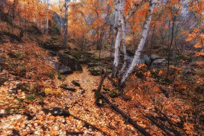 Осенний красный лес — Фото №1346287