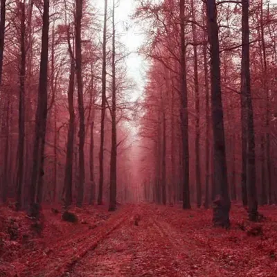 Рыжий лес. Фотограф Сагайдак Павел