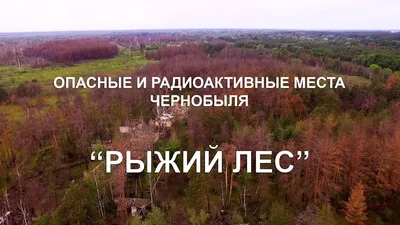 RED FOREST. THE MOST RADIOACTIVE PLACE IN CHERNOBYL. - YouTube