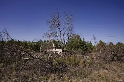 Чернобыль. Что скрывает рыжий лес ? - YouTube