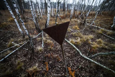 В Рыжем лесу Чернобыля, где российские солдаты рыли окопы, зафиксирован  высокий уровень радиации - фото - «ФАКТЫ»