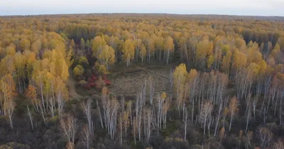 Окопы ВС РФ в «Рыжем лесу» возле ЧАЭС показали с высоты птичьего полета  (видео)