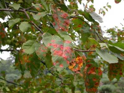 Ржавые пятна на листьях яблони верный признак того, что она может погибнуть  | СТАРАЯ ДАЧА | Дзен