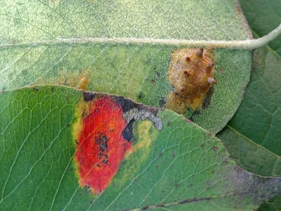 ветка яблони с зелеными листьями, пораженными грибковой ржавчиной Стоковое  Фото - изображение насчитывающей инфекция, завод: 229410736