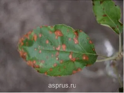 Ржавчина растений – признаки болезни и способы борьбы с ней | Дела  огородные (Огород.ru)