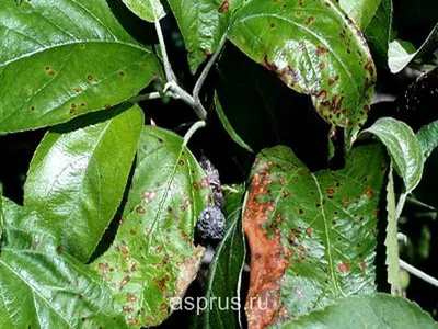 Болезни и вредители яблони (описание с фотографиями и способы лечения на  участке)