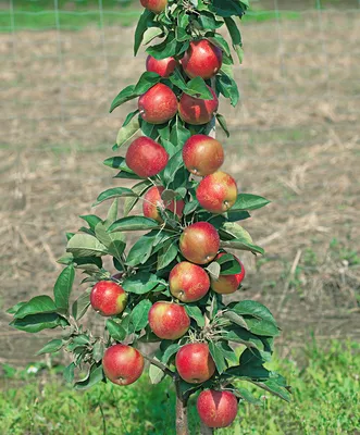 РЖАВЧИНА яблони 🍎и груши🍐. Ещё одна болезнь плодовых деревьев. |  Агрофирма Аэлита | Дзен