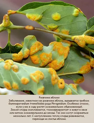 Ржавчина растений - признаки болезни и способы борьбы с ней