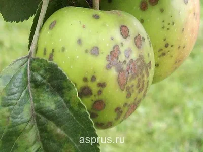 Ветка яблони с зелеными листьями, пораженными ржавчиной грибкового  заболевания. ветка ржавой яблони летом | Премиум Фото