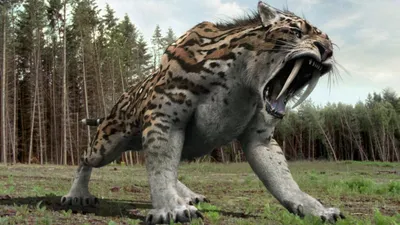 В пещере в Крыму нашли останки саблезубого тигра, жившего 800 тыс. лет  назад - газета «Кафа» новости Феодосии и Крыма