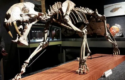 ФГБНУ «Аналитический центр» - 03 декабря 2020 г. - Ученые восстановили  внешность «саблезубого тигра» возрастом 37 миллионов лет