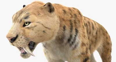 Саблезубый тигр с мехом 3D Модель 3D Модель $149 - .max - Free3D