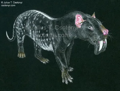 Вымерший ужас Южной Америки - сумчатый саблезубый тигр Thylacosmilus atrox  | Пикабу