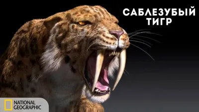 Саблезубый тигр »Thecrazyfifties.es