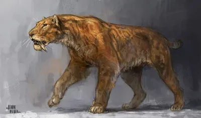 Доисторические хищники: Саблезубый тигр | Документальный фильм National  Geographic - YouTube
