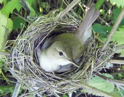 Садовая камышевка (Acrocephalus dumetorum). Птицы Европейской России.