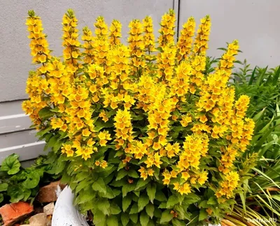 Желтые садовые цветы многолетники - 74 фото