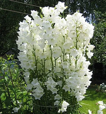 Белые садовые цветы многолетники - 78 фото